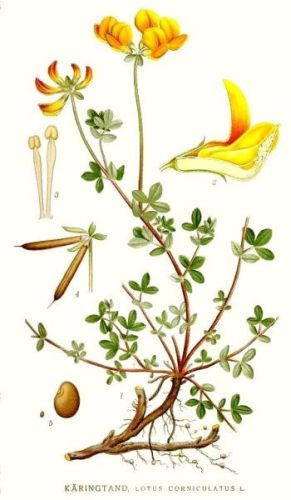 Bird's foot - Lotus corniculatus - Лядвенец рогатый